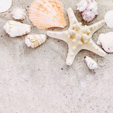 Sea Starfish Shells on Sand Square Background