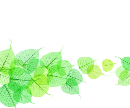 Abstract Background of Transparent Fresh Green Leavesの写真素材