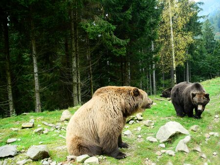 Brown bear reservation