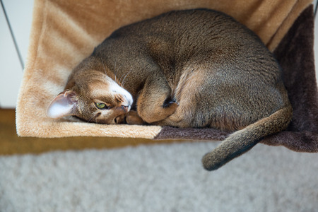 Beautiful abyssinian female cat. Sleeping cat.の写真素材