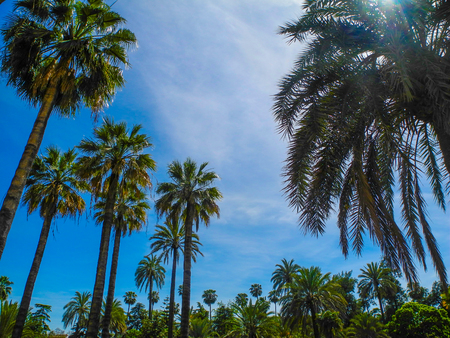 Palm trees forest. Vacations concept. Bright summer day with blue sky and exotic trees landscape. Spain, Andalusia.の写真素材