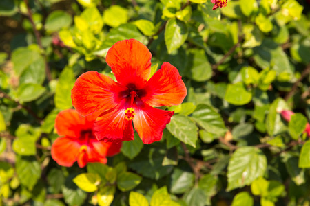 Red hibiscus flower bush, close up.の写真素材