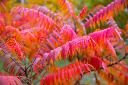Bright red autumn leaves, sumac plant background.の写真素材