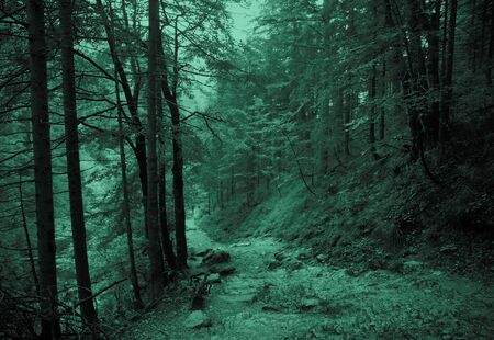 Path in foggy dark woods (forest), halloween background. Misty atmosphere. の写真素材