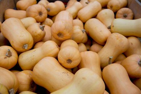 Assorment of pumpkins (squash) at the agricultural farmers market, close up. Harvesting, Halloween and Thanksgiving concept. 

の写真素材