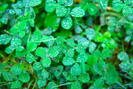 Fresh green grass background, morning dew, close up. Bright colors of summer, selective focus. 