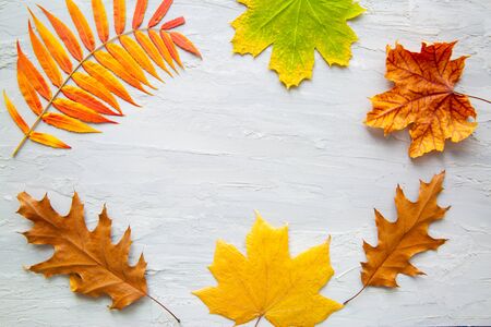 Fall colorful leaves on grey concrete background, space for text, copy space. Top view. 