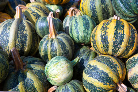 Big green and orange pumpkins in local market. Fall seasonal food.の写真素材