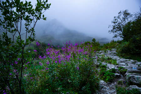 Beautifull misty path in the mountains with flowers and fog. early autumn landscape.