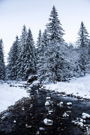 Beautiful winter landscape with frozen river with ice and dark water and beautiful spruce trees, covered with snow.の写真素材