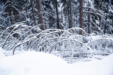 Severe winter landscape, beautiful fir or spruce trees are covered with snow in winter forest.の写真素材