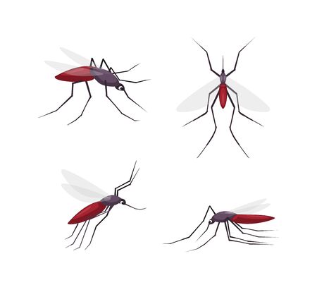 Mosquitos detailed views color cartoon vector illustration collection isolated on white background. Insect flies, stands, lies. Set for signboard, poster, biology, ad, medicine, ecology, insecticidesのイラスト素材