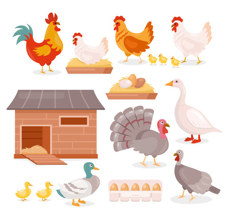 Chicken in farm barn henhouse vector illustration set. Cartoon hen sitting on eggs, hen and rooster with baby chickens, turkey, goose and duck with ducklings, domestic poultry birds isolated on whiteのイラスト素材