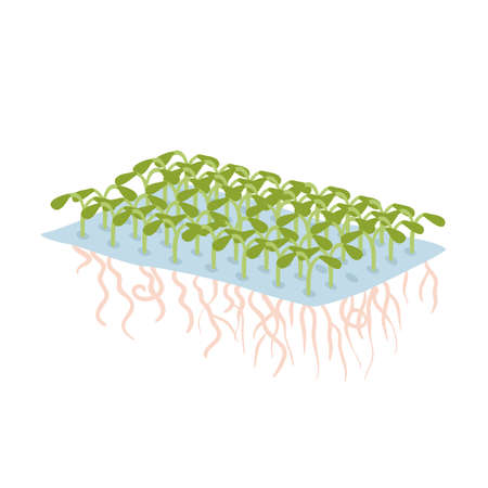Green sprouts of microgreens vector illustration. Cartoon organic plants with sprig, micro leaves and roots for salad growing in eco garden isolated on white. Fresh food, vitamin, agriculture conceptのイラスト素材