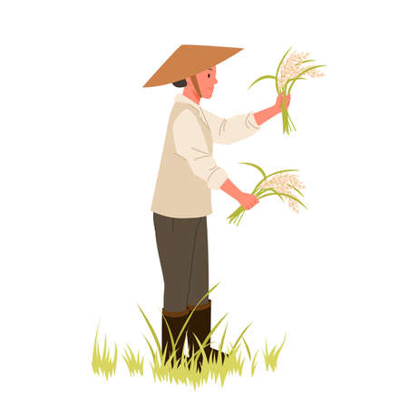 Rural farmer harvesting in rice land. Paddy field agriculture, asian farming work, worker conical hat, rice plantation and growing process, grains crops cultivation vector illustrationのイラスト素材