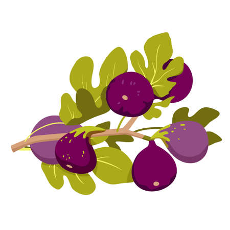 Botanical branch of figs fruits. Soft pear shaped fruit, exotic ficus tree, enriched vitamins food, snack and dried dessert, sweet edible fruit, ripe purple figs vector illustrationのイラスト素材