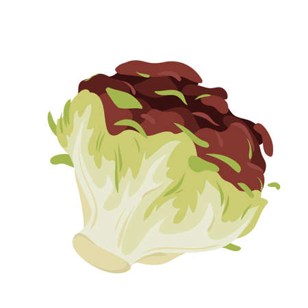 Red and green iceberg lettuce vector illustration. Cartoon isolated organic salad leaf vegetable, fresh healthy natural sort of lettuce cabbage with curly purple leaves, natural food ingredientのイラスト素材