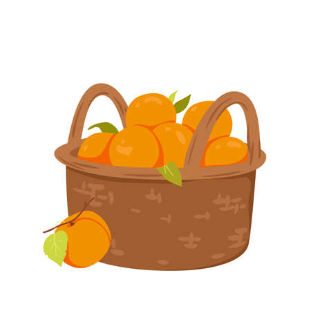 Apricot basket vector illustration. Cartoon isolated wicker box for apricot or peach harvest storage, wattled container with handles with vitamin product, healthy juicy fruit for store, farm marketのイラスト素材