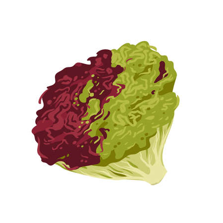 Fresh salad plant. Healthy vegetarian food, green salad leaves, natural organic herbs vector illustrationのイラスト素材