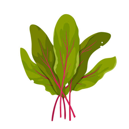Chard green leaves vector illustration. Cartoon isolated Swiss leaf vegetable with purple stem,...