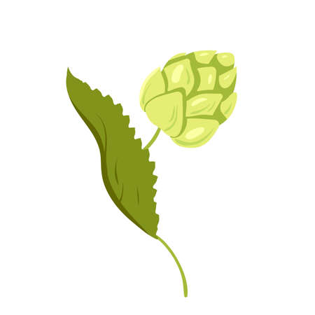 Cartoon isolated Humulus lupulus herb, green branch with fresh hop cones and leaf, organic natural malt ingredient for craft beer production in breweryのイラスト素材
