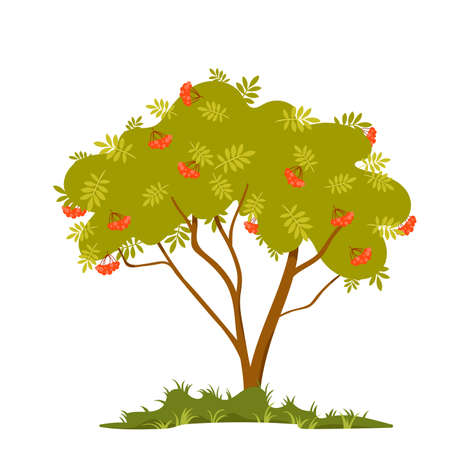 Viburnum berry bush vector illustration. Cartoon isolated silhouette with branches and trunk growing in green grass of garden or park, hanging bunches of ripe red berry fruit and leaves on twigsのイラスト素材