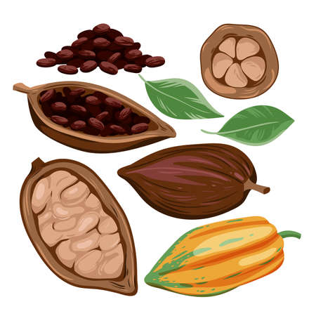 Cocoa beans set vector illustration. Cartoon isolated harvest of cocoa fruit, whole and cut in half with brown seeds, green leaf, organic confectionery ingredient for gourmet chocolate productionのイラスト素材