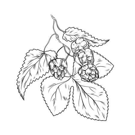 Black line hand drawn fresh Humulus lupulus branches with cones and leaf, vintage sketch of decorative herbs for alcohol beer production in brewery. Hop plants outline icons set vector illustrationのイラスト素材