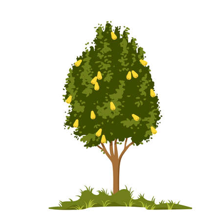 Pear tree growing in farm garden vector illustration. Cartoon isolated silhouette of cultivated tree with trunk, hanging ripe yellow pears and green leaves on branches, fruit cultivation and farmingのイラスト素材