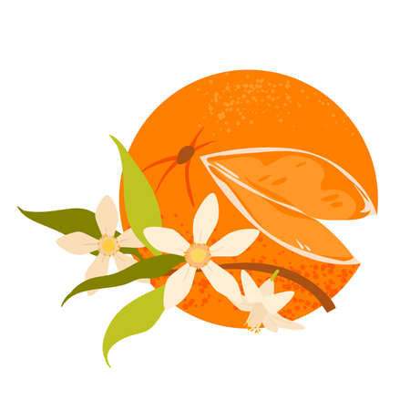 Orange with peel and cut out juicy segment vector illustration. Cartoon isolated fresh tropical citrus fruit and stem with flowers blossom and green leaf, exotic organic summer harvest from gardenのイラスト素材