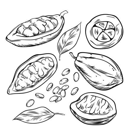 Cocoa beans, outline icons set vector illustration. Black line cacao pod, organic fruit with raw seeds and leaf, hand drawn tropical plant, agriculture product and healthy ingredient for chocolateのイラスト素材