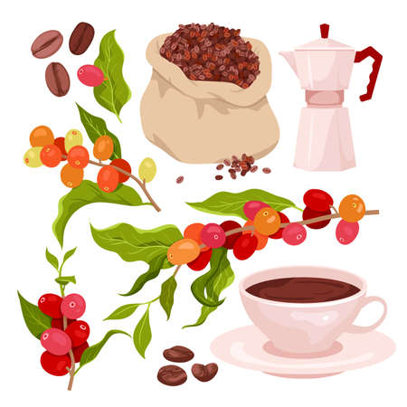 Cartoon isolated red berry fruit hanging on branches of plant with green leaves and flowers on twig, bag with organic seeds, coffee maker and cup with caffeine drink. Coffee set vector illustrationのイラスト素材