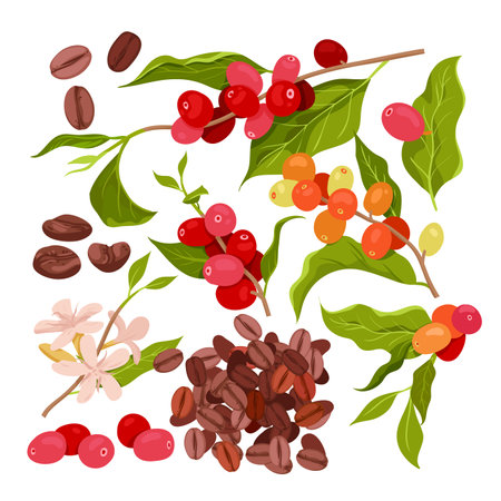 Cartoon isolated red ripe berry fruit on branches, flowers and green leaf on twig, plants from farm plantation and pile of roasted grain seeds. Coffee set vector illustrationのイラスト素材