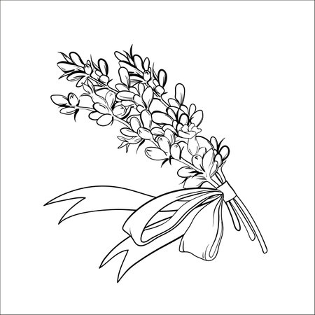 Lavender bouquet simple thin line sketches set vector illustration. Hand drawn abstract minimal branches of lavender flowers in bundle with ribbon and bow, summer lavander wildflowers for giftのイラスト素材