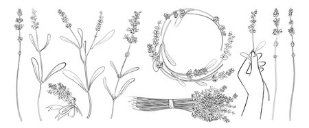 Hand drawn abstract lavendar plants with flowers and leaves, round border frame decoration for wedding invitation, greeting card. Lavender wreath simple thin line sketches set vector illustrationのイラスト素材