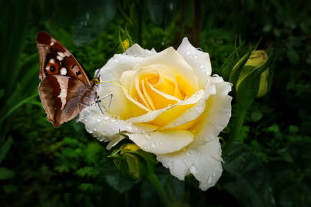 Purple emperor butterfly on chopin roseの写真素材
