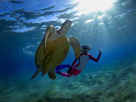 Young freediver and the green turtleの写真素材