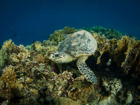 Hawksbill turtle on the coral reefの写真素材