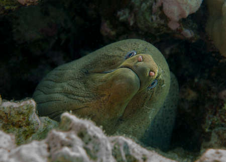 The giant moray eelの写真素材