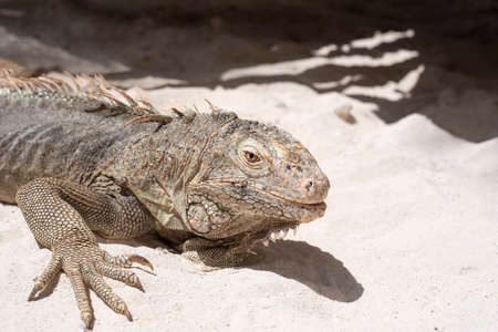 Iguana in the sand on Aruba Caribbean island.の写真素材
