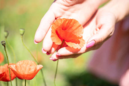 Beautiful red opium poppy flower in women hands.