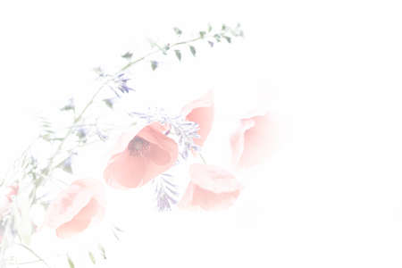 Beautifully blooming poppy with green branches on an isolated backgroundの写真素材