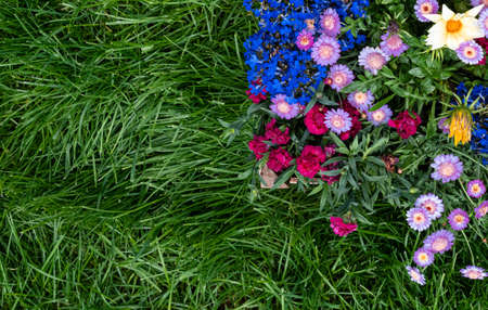 Frame with first spring flowers in garden, sunlight on sunny background. Planting spring flowers,...
