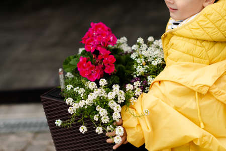 A boy or girl is planting spring flowers in her backyard garden. Gardening, planting flowers. Flower care.の写真素材
