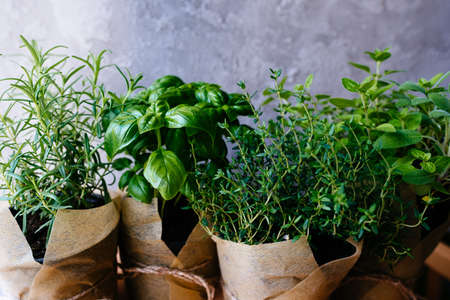 Assorted fresh herbs growing in pots, outdoors in the garden in a close up view on leafy green basil and rosemary. Mixed fresh aromatic herbs in a cardboard bag.の写真素材