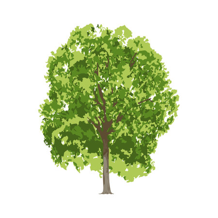 Realistic tree isolated at white background with foliage green leaves vector illustrationのイラスト素材