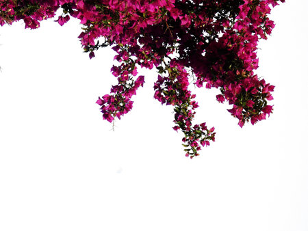 beautiful bougainvillea flowers on white backgroundの写真素材