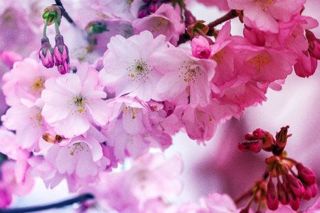 cherry blossom in spring, pink sakura flowers background