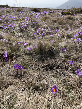 Crocuses on the meadow, early spring in the mountains, Ukraineの写真素材