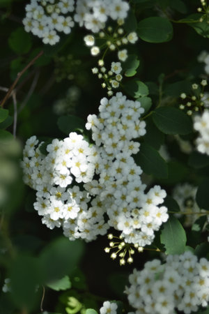 Spiraea thunbergii, white flowers close-up in the spring garden